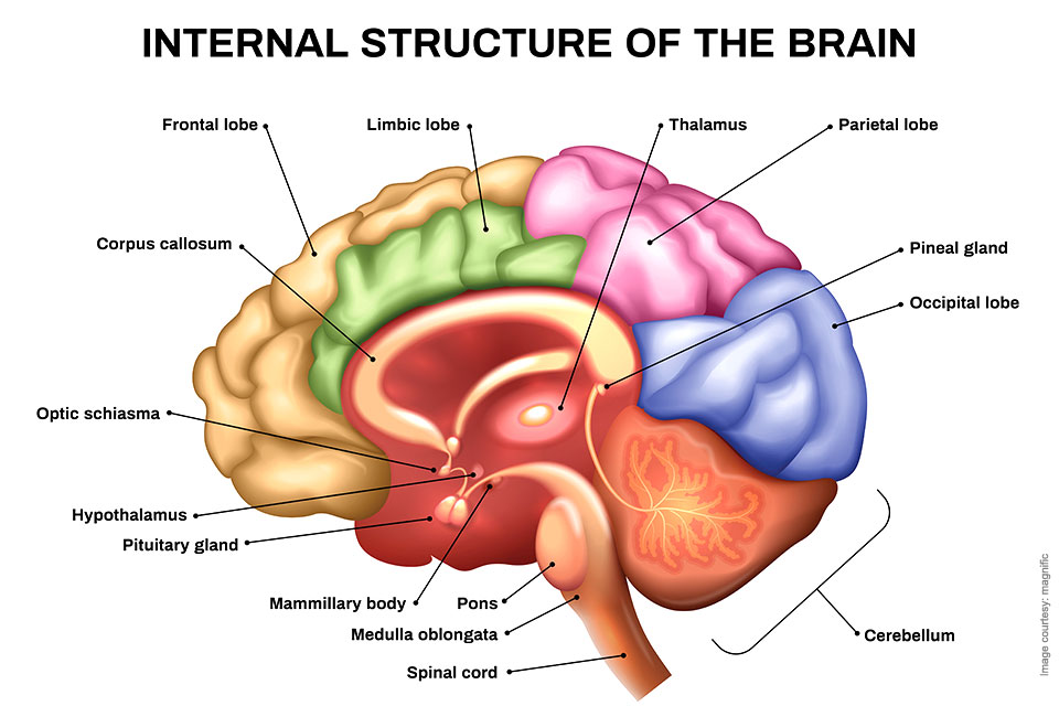 Human-Brain_art